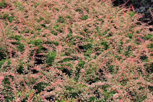 Picture of Berberis